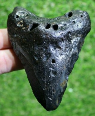 Megalodon Shark Tooth 3.  94 " Extinct Fossil Authentic Not Restored (cg19 - 5)