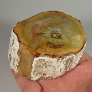 3.  6 " Polished Petrified Wood Branch Slab Fossil Standup - Madagascar