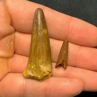 2 Crocodile Teeth Dinosaur Fossil Age Tooth Kem Kem Beds Morocco Elosuchus?
