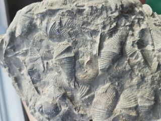 Awesome Unprepared Devonian Seabottom Hashplate Arkona Trilobites Brachiopods,