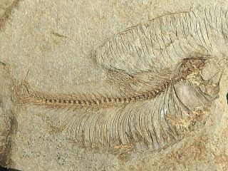 Eocene Era Diplomystus Fish Fossil From The Wyoming Green River Formation
