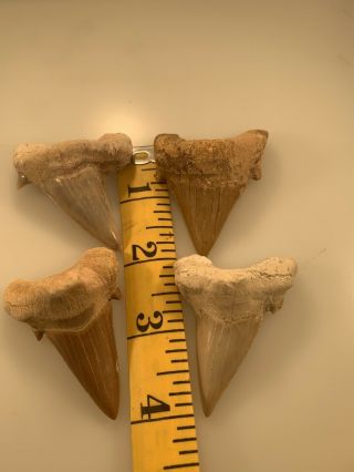 4 Natural 2.  1 " Otodus Fossil Shark Tooth Morocco Moroccan Fossils Teeth Bone