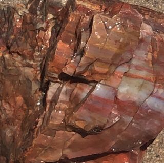 Arizona Rainbow Petrified Wood Color Dobell 3lb 5oz