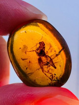 2.  8g Orthoptera Cricket Burmite Myanmar Burmese Amber Insect Fossil Dinosaur Age