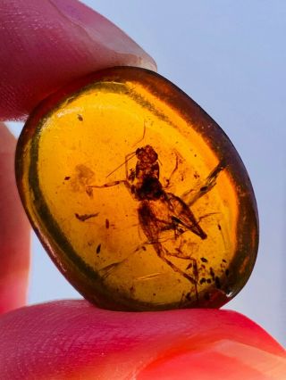 2.  8g Orthoptera cricket Burmite Myanmar Burmese Amber insect fossil dinosaur age 2