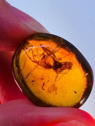 2.  8g Orthoptera cricket Burmite Myanmar Burmese Amber insect fossil dinosaur age 3