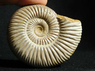 A Polished 200 Million Year Old White Ribbed Ammonite Fossil 70.  5gr