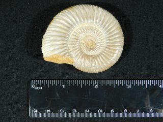 A Polished 200 Million Year Old WHITE Ribbed AMMONITE Fossil 70.  5gr 2