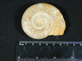 A Polished 200 Million Year Old WHITE Ribbed AMMONITE Fossil 70.  5gr 3