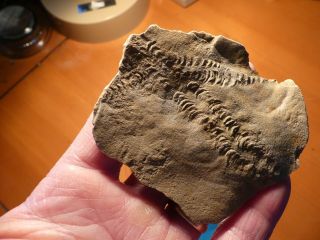 Fossil Trilobite Tracks Specimen Indiana With Acrylic Display 201005