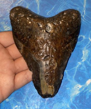 Huge 5.  19” Megalodon Shark Tooth Teeth Big Fossil Meg Scuba Diver Direct 1184
