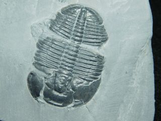 A Larger 100 Natural Cambrian Era Elrathia Trilobite Fossil From Utah 125gr C