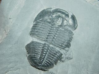 A Larger 100 Natural Cambrian Era Elrathia Trilobite Fossil From Utah 125gr C 3