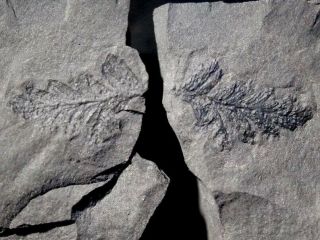 Rare Fertile Fossil Fern Sphenopteris Preserved Sporangia Both Positive & Negat
