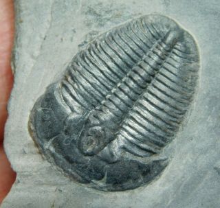A Small & 100 Natural Cambrian Era Utah Elrathia Trilobite Fossil 93.  6gr A