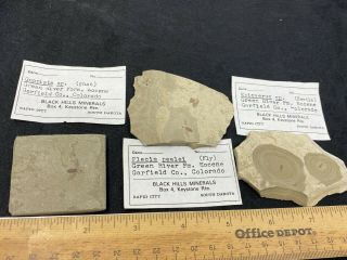 3 Lovely Fossil Specimens In Same Cardboard Box - Vintage Estate Find
