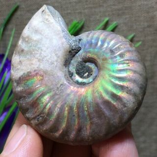 Natural Raw Rainbow Iridescent Ammonite Shell Specimen Madagascar 54g 56mm A1986