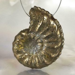 Ammonite Rare Gold Pyrite Fossil Crucilobiceras Uk Focal Bead Pendant 3.  04 G