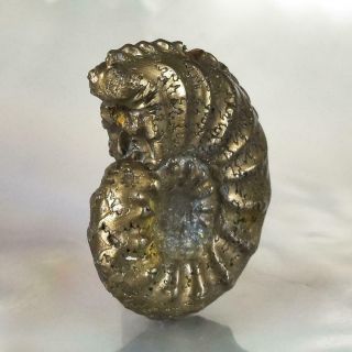 Ammonite Rare Gold Pyrite Fossil Crucilobiceras UK Focal Bead Pendant 3.  04 g 2