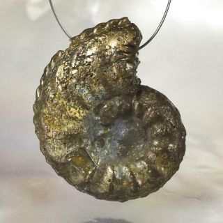 Ammonite Rare Gold Pyrite Fossil Crucilobiceras UK Focal Bead Pendant 3.  04 g 3