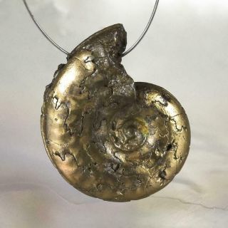 Ammonite Rare Gold Pyrite Fossil Crucilobiceras Uk Focal Bead Pendant 2.  21 G