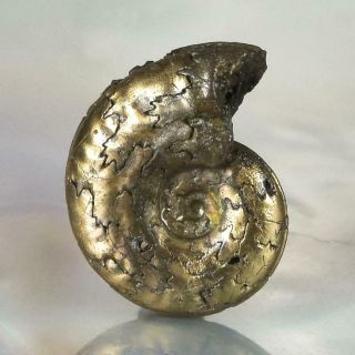 Ammonite Rare Gold Pyrite Fossil Crucilobiceras UK Focal Bead Pendant 2.  21 g 2