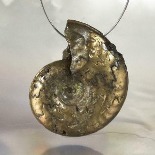 Ammonite Rare Gold Pyrite Fossil Crucilobiceras UK Focal Bead Pendant 2.  21 g 3