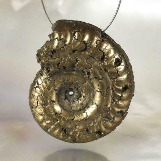 Ammonite Rare Gold Pyrite Fossil Crucilobiceras Uk Focal Bead Pendant 2.  22 G