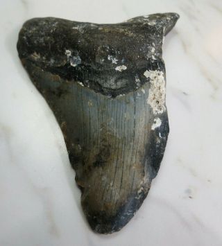 Megalodon Shark Tooth Fossil,  3 1/4 Inches,  No Restorations