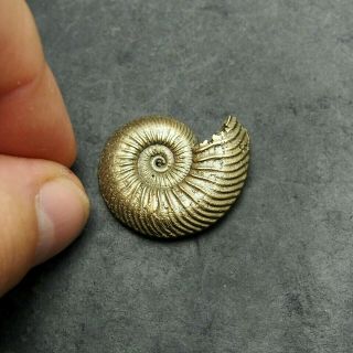 29mm Quenstedtoceras Pyrite Ammonite Fossils Callovian Fossilien Russia Pendant