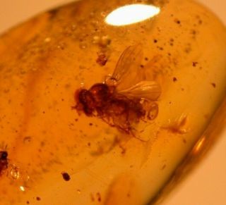 4 Wasps,  2 Flies In Authentic Dominican Amber Fossil Gemstone