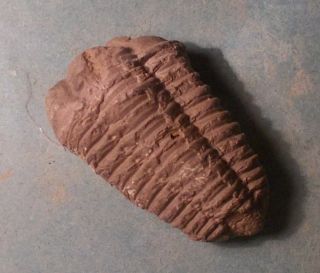 Rare,  Complete 5cm,  Prone Iberocoryphe Aff Verneuili :u.  Llanvirn,  Toledo,  Spain