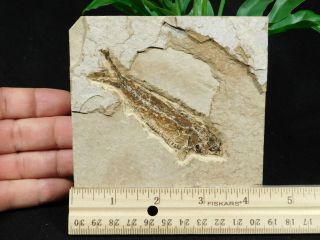 A Small And 100 Natural Knightia Eocaena Fish Fossil From Wyoming 286gr