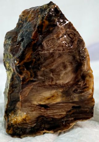 Opalized Agatized Petrified Wood From Oregon 1 Lb 4.  4 Oz / 578 Grams