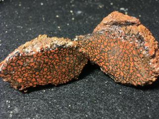 Little Gems Red Dinosaur Bone From The Henry Mts.  In Utah.  For Cabbers
