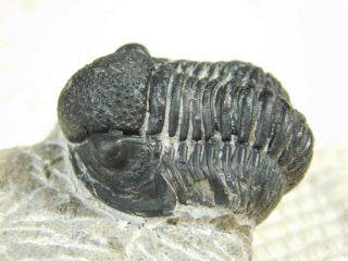 A 100 Natural Gerastos Granulosus Trilobite Fossil From Morocco 37.  4gr