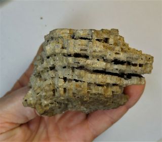 Coral - Devonian Period - Favosites Sp Internal Structure - Fg3