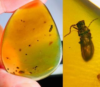 3.  56g Coleoptera Beetle Burmite Myanmar Burmese Amber Insect Fossil Dinosaur Age
