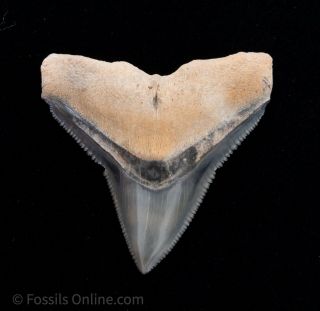 Huge Bone Valley Fossil Bull Shark Tooth
