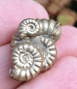 Gold Lyme Regis Fossil Pyrite Ammonites Multi - Bed Jurassic Period