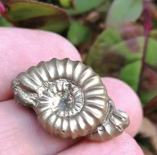 Gold Lyme Regis Fossil Pyrite Ammonites Multi - bed Jurassic Period 2