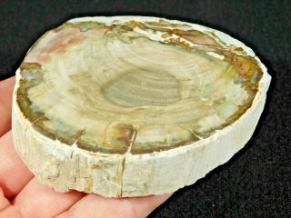 A Polished 225 Million Year Old Petrified Wood Fossil From Madagascar 196gr