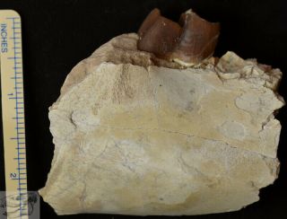 Large Hyracodon Jaw Section,  Early Rhinoceros Fossil,  Badlands,  Oligocene,  R788