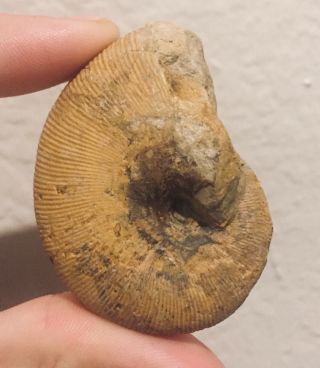 Rare Madagascar Fossil Ammonite Northocephalites Jurassic Dinosaur Age Ammonite