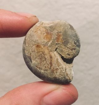 Rare Texas Fossil Ammonite Eoasianites Pennsylvanian Age Ammonite
