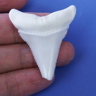 1.  677 Inch Modern Real Great White Shark Tooth Megalodon Sharks Bt87