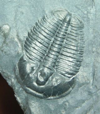 A Small & 100 Natural Cambrian Era Utah Elrathia Trilobite Fossil 58.  3gr A