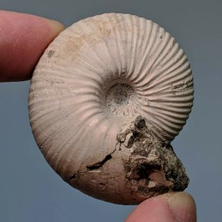 4,  5 Cm (1,  7 In) Ammonite Rondiceras Jurassic Russia Fossil Ammonit