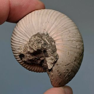 4,  5 cm (1,  7 in) Ammonite Rondiceras jurassic Russia fossil ammonit 3