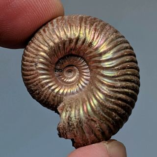 2,  8 Cm (1,  1 In) Ammonite Eboraciceras Pyrite Jurassic Russia Fossil Ammonit